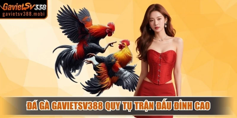 Đá gà Gavietsv388 quy tụ những trận đấu đỉnh cao, đẳng cấp