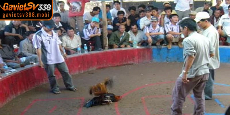 Những lưu  ý quan trọng khi tham gia chọi kê tại trường gà lớn 