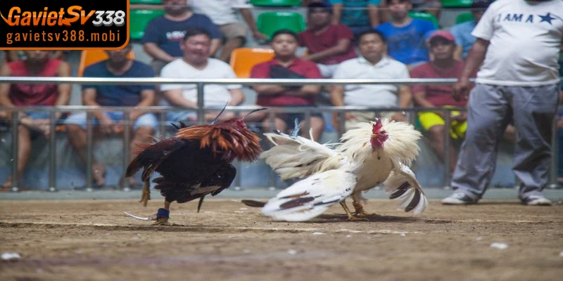 Khám phá kho game đồ sộ khi truy cập Gavietsv388 hôm nay